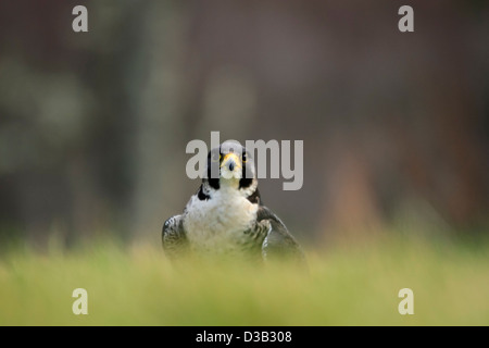 Falco pellegrino nelle Highlands scozzesi Foto Stock