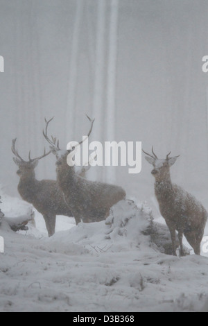 Red Deer stags in una bufera di neve, Highlands scozzesi Foto Stock