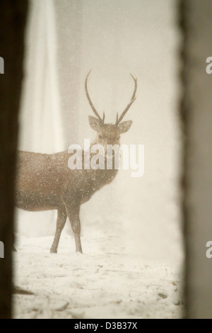 Cervi nella neve, Highlands scozzesi Foto Stock