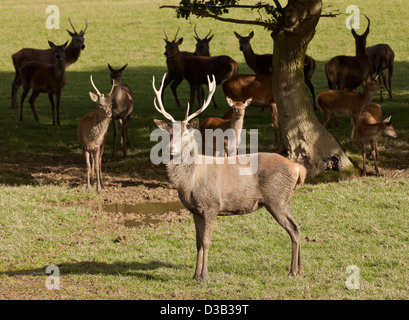Una mandria di cervi rossi presso il British Centro faunistico del Surrey in Inghilterra Foto Stock