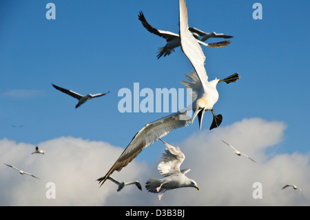 Un adulto northern gannet (Morus bassanus) iniziando la sua immersione con becco aperto a piedi e diffusione. Vicino al Bass Rock. Foto Stock