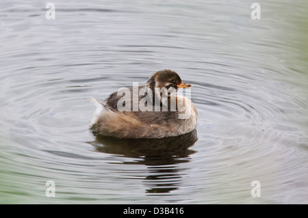 Un bambino tuffetto o dabchick (Tachybaptus ruficollis) nuotare in una piscina a RSPB Rainham paludi, Essex. Agosto. Foto Stock