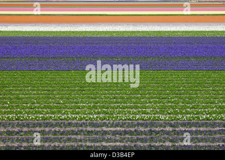 In primavera i tappeti colorati di tulipani e giacinto in Olanda. Foto Stock