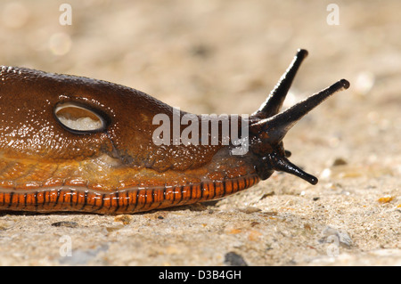 Una chiusura sulla testa di un rosso slug (Arion rufus) con una chiara visione del pneumostome o foro per la respirazione. Foto Stock