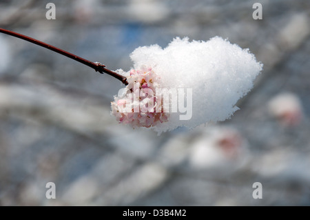 Viburnum alba fiori da gennaio a marzo, i fiori sono resistente al gelo Foto Stock