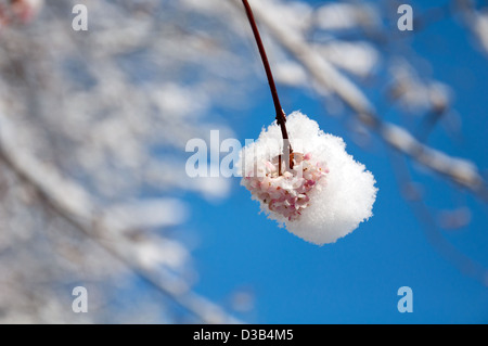 Viburnum alba produce fiori invernali ed è resistente al gelo Foto Stock