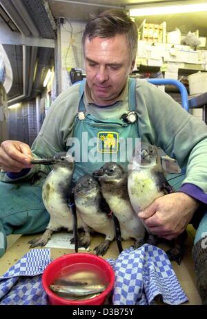 (Dpa) - Quattro piccoli nero africano-footed pinguini sono alimentati dal loro detentore Gerhard Popp allo zoo di Stoccarda, Germania, 19 dicembre 2002. Foto Stock