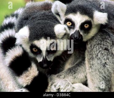 (Dpa) - Due ring tailed lemuri (Lemur catta) sono huddling insieme in zoo di Muenster, Germania, 15 luglio 1999. Quando la temperatura scende al di sotto di zero animali hanno un buon istinto per mantenere in caldo: Sono cuddling fino a stretto contatto per condividere il loro calore, rendendo le scene carino per i visitatori dello zoo. Lemuri sono da Mada Foto Stock