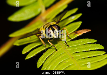 Una vista di fronte di un hoverfly (Myathropa florae) appollaiato su un frond di bracken su Bostall Heath, London Borough of Greenwich. Foto Stock