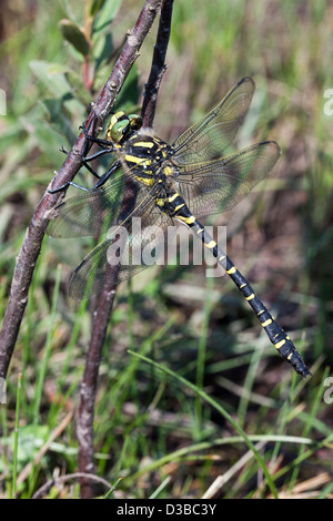 Un maschio di Golden inanellato dragonfly (Cordulegaster boltonii) pende dal bankside vegetazione nel New Forest, Hampshire, Regno Unito. Foto Stock