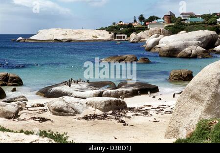 (Dpa file) - Nero Africa-footed pinguini cavort in penguin bay i massi vicino alla Città di Simon, Sud Africa, febbraio 2001. Foto Stock
