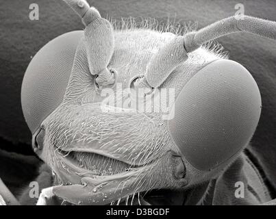 (Dpa) - La dispensa non datata di Friedrich Schiller University di Jena mostra un estremamente testa allargata di una vespa. La foto è stata scattata con un moderno microscopio elettronico a scansione della fondata recentemente EMZ Institute presso la facoltà di medicina dell'università di Jena. Foto Stock