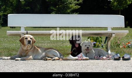 (Dpa) - Al Pacino non avrebbe potuto essere una migliore cast. A temperature di 30 gradi Celsius anche i cani prendere un po' di tempo e avere un cane giorno pomeriggio a Regensburg, Germania, il 2 giugno 2003. Foto Stock