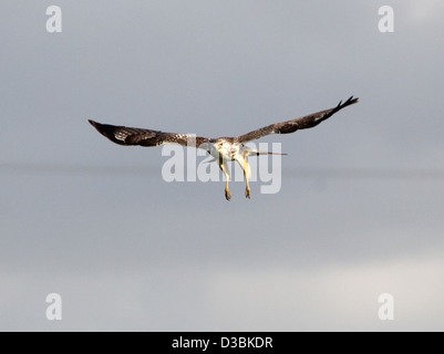 Close-up di un Europeo Poiana (Buteo buteo) in volo Foto Stock