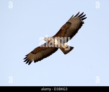 Close-up di un Europeo Poiana (Buteo buteo) in volo Foto Stock