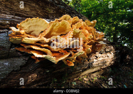 Un grande campione di pollo del bosco fungo (Laetiporus sulfurei) che cresce su un registro caduti in Clumber Park. Foto Stock