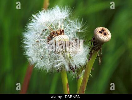 (Dpa) - Una matura tarassaco è cambiato da un fiore giallo in un blowball con paracadute-come semi piumati, Heckendalheim, Germania, 16 maggio 2003. Foto Stock