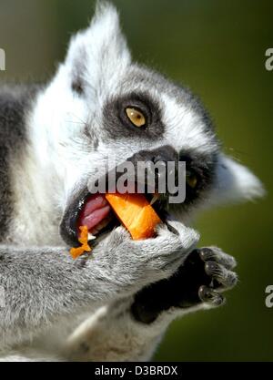 (Dpa) - Un anello-tailed lemur mangia una carota allo zoo di Muenster, Germania, 26 settembre 2003. Il loro naturale home è il Madagascar e la loro dieta naturale consiste di frutta, foglie e fiori. Essi possono diventare fino a 27 vecchi e vivono prevalentemente in matriarcal strutturato le unità familiari. Foto Stock