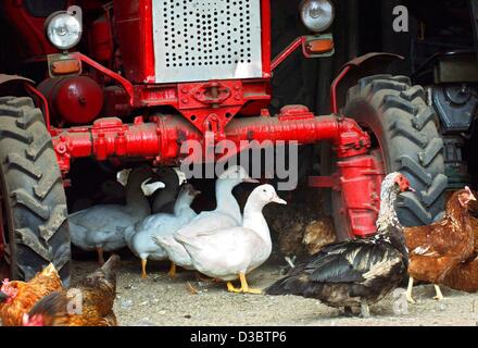 (Dpa) - Anatre di pollo e di utilizzare un vecchio trattore come un rifugio in una fattoria Philipstal, Germania, 20 agosto 2003. Foto Stock