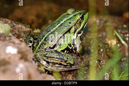(Dpa) - una rana si siede accanto ad un laghetto in un giardino di Kerpen, Germania, 5 agosto 2003. Foto Stock