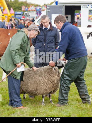 Un agricoltore detiene il campione Blackface pecore per due giudici di valutare in un agricoltore e la visualizza in Ayrshire, in Scozia, Regno Unito. Foto Stock