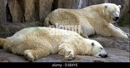 (Dpa) - un orso polare giace piatta, consumato dal fuoco come il suo compagno in lo zoo di Berlino, 5 agosto 2003. Temperature in Germania hanno raggiunto i 40 gradi centigradi e si prevede di continuare nei prossimi giorni. Foto Stock