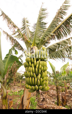 Albero di banane banane crescente la piantagione di alberi di piantagioni di palme da palm giallo fresco di piante verdi oliveti grove tenerife Foto Stock