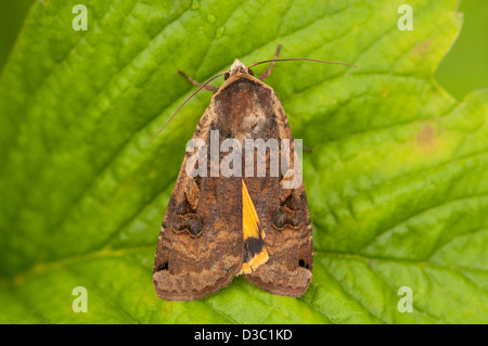 Orange Underwing moth Foto Stock