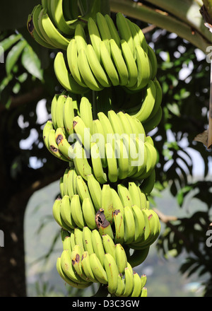 Banane verdi crescente su albero Foto Stock