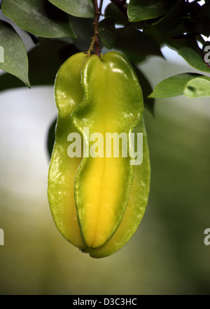 STARFRUIT tropicale, ST.LUCIA Foto Stock