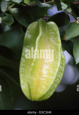 STARFRUIT tropicale, ST.LUCIA Foto Stock