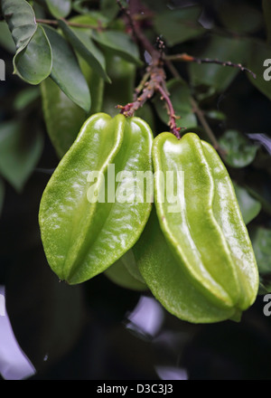 STARFRUIT tropicale, ST.LUCIA Foto Stock