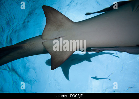 Una femmina di squalo limone, Negaprion brevirostris, mostrando la cloaca fessura, subacquei con remoras, Grand Bahama, Oceano Atlantico. Foto Stock