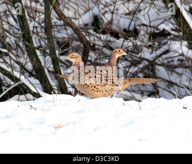 Due anello femmina a collo di fagiani (Phasianus colchicus) nella neve in inverno Foto Stock