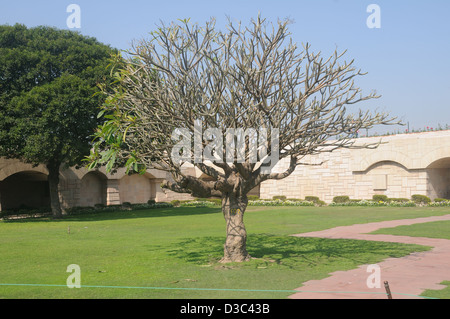 Un albero a Raj Ghat Delhi, India Foto Stock