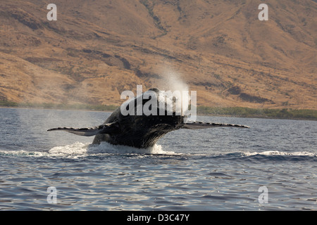 Violare Humpback Whale, Megaptera novaeangliae, Hawaii. Foto Stock