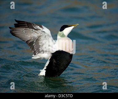 Eider duck maschio su Moray Firth, Scozia. SCO 8946 Foto Stock