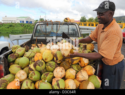 Caraibi,l'uomo vendita di noci di cocco fresco,DOMINICA Foto Stock
