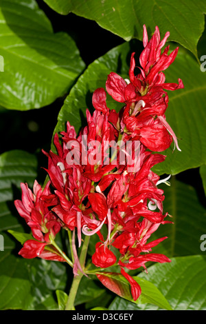 Spike di colore rosso brillante e fiori di Megaskepasma erythrochlamys - venezuelano di mantello rosso - sullo sfondo di verde smeraldo di fogliame Foto Stock