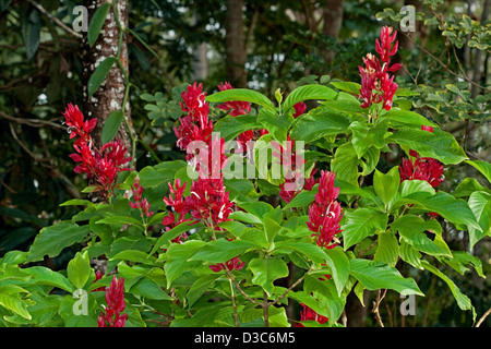 Punte di colore rosso brillante fiori e verde smeraldo di fogliame di Megaskepasma erythrochlamys - venezuelano di mantello rosso - un arbusto a fioritura Foto Stock