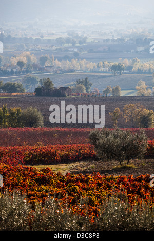 Paesaggio di campagna vicino a Montefalco in autunno, con il rosso dei vigneti di Sagrantino Foto Stock
