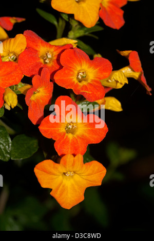Cluster di brillante arancio fiori di Streptosolen jamesonii contro uno sfondo scuro Foto Stock
