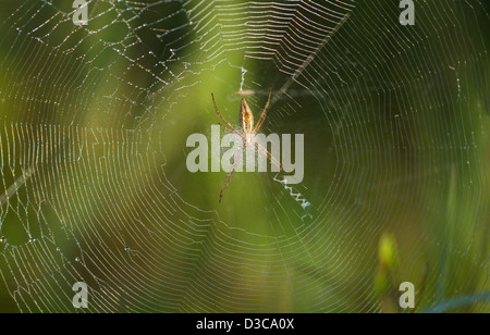 Wasp spider facendo un web nella luce del mattino. Foto Stock