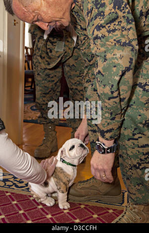 Lt. Gen. William Faulkner, vice comandante per le installazioni e logistica Chesty saluta il futuro Marine Corps mascot Febbraio 15, 2013 a Washington, DC. Chesty è un 9 settimane di pedigree Bulldog Inglese e dopo aver completato la formazione del giovane cucciolo farà guadagnare il titolo di marine e di aderire al servizio come la mascotte ufficiale. Foto Stock