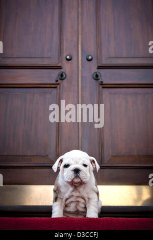 Chesty, futuro Marine Corps mascot durante una visita alla casa del gen. James Amos, comandante della Marine Corps Febbraio 15, 2013 a Washington, DC. Chesty è un 9 settimane di pedigree Bulldog Inglese e dopo aver completato la formazione del giovane cucciolo farà guadagnare il titolo di marine e di aderire al servizio come la mascotte ufficiale. Foto Stock
