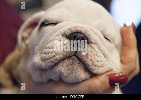 Chesty prende un pisolino prima di uscire per la caserma marini per diventare il nuovo Marine Corp mascot Febbraio 15, 2013 a Washington, DC. Chesty è un 9 settimane di pedigree Bulldog Inglese e dopo aver completato la formazione del giovane cucciolo farà guadagnare il titolo di marine e di aderire al servizio come la mascotte ufficiale. Foto Stock