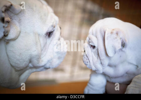 US Marine Corp mascot Old Dominion (sinistra) guarda al suo cucciolo Chesty prima Chesty capi di obbedienza a scuola per diventare la nuova mascotte Febbraio 15, 2013 a Washington, DC. Chesty è un 9 settimane di pedigree Bulldog Inglese e dopo aver completato la formazione del giovane cucciolo farà guadagnare il titolo di marine e di aderire al servizio come la mascotte ufficiale. Foto Stock