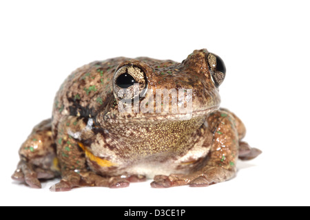 Peron la raganella, Smeraldo spotted raganella, ridendo raganella o la maniacale cackle rana, Litoria peronii Foto Stock