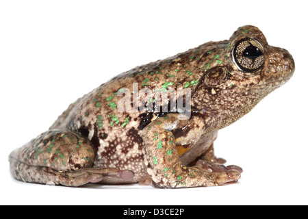 Peron la raganella, Smeraldo spotted raganella, ridendo raganella o la maniacale cackle rana, Litoria peronii Foto Stock