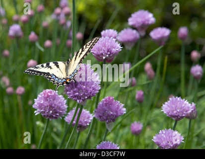 Fioritura di erba cipollina con un golden farfalla monarca Foto Stock